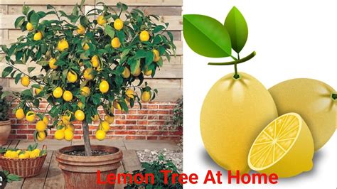 How To Get More Fruit From Lemon Tree
