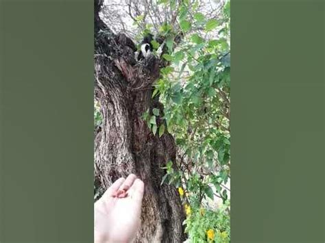 How To Get My Cat Down From A Tree