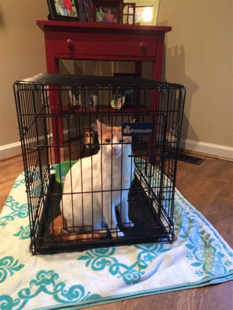 How To Get My Cat In A Crate