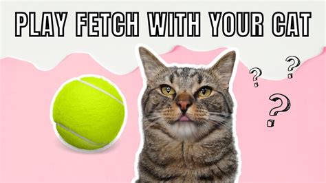 How To Get My Cat To Play Fetch