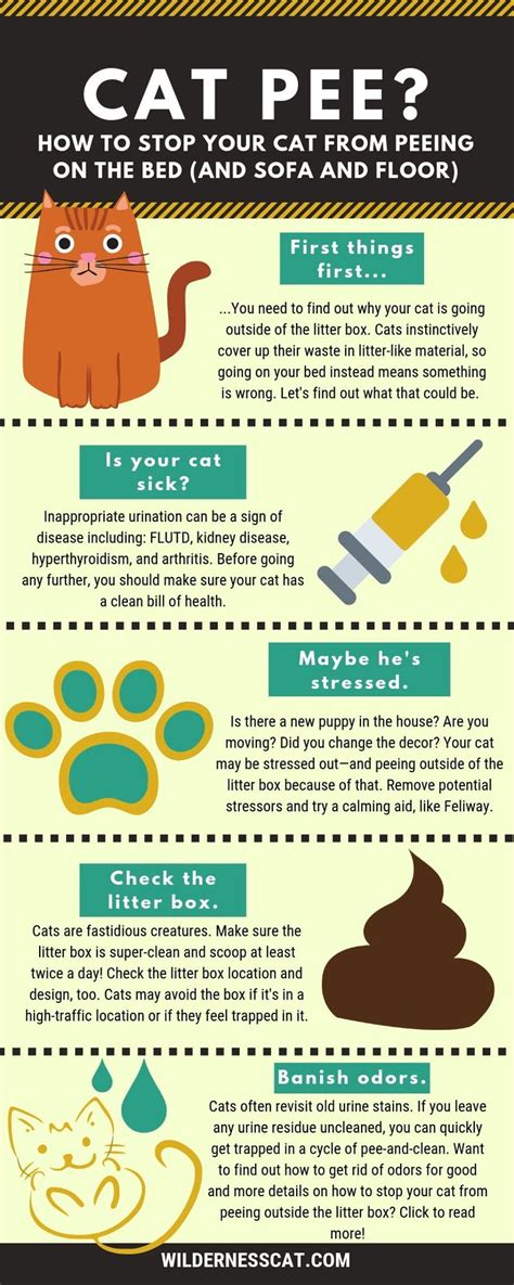 How To Get My Cat To Stop Peeing Next To The Litter Box