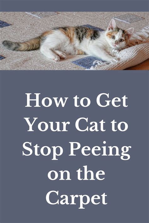 How To Get My Cat To Stop Peeing On Things