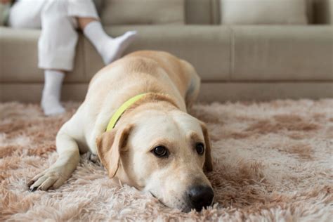 How To Get My Dog To Stop Peeing And Pooping On The Carpet