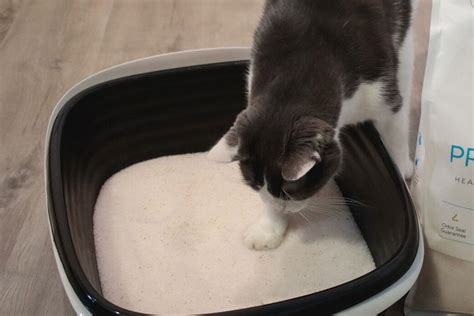 How To Get My Kitten To Pee In Litter Box