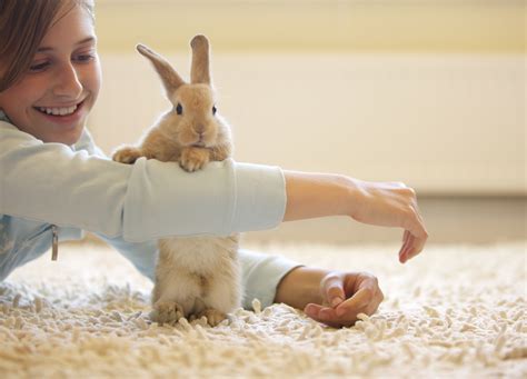 How To Get My Rabbit To Be More Active