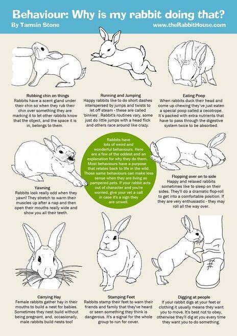 How To Get My Rabbit To Sit With Me