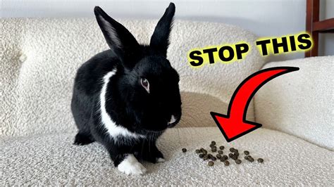 How To Get My Rabbit To Stop Pooping Everywhere
