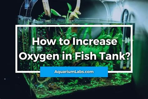 How To Get Oxygen In My Fish Tank