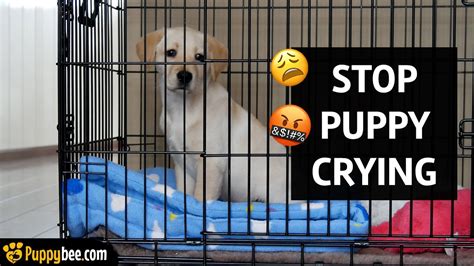How to Get my Dog to Stop Crying in his Crate Little Paws Training