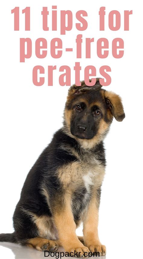 How To Get Puppy To Stop Going To Bathroom In Crate