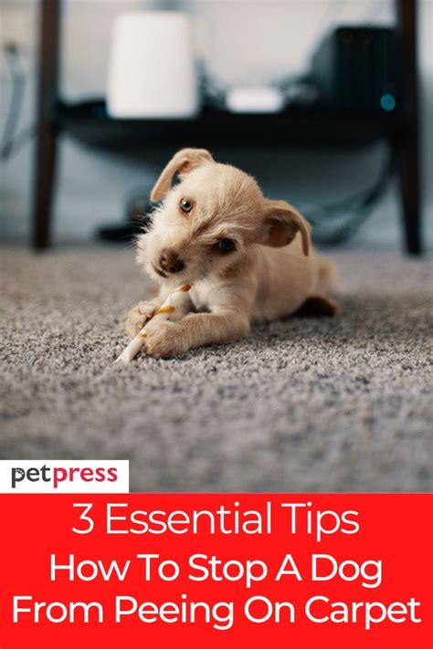 How To Get Puppy To Stop Peeing On The Carpet