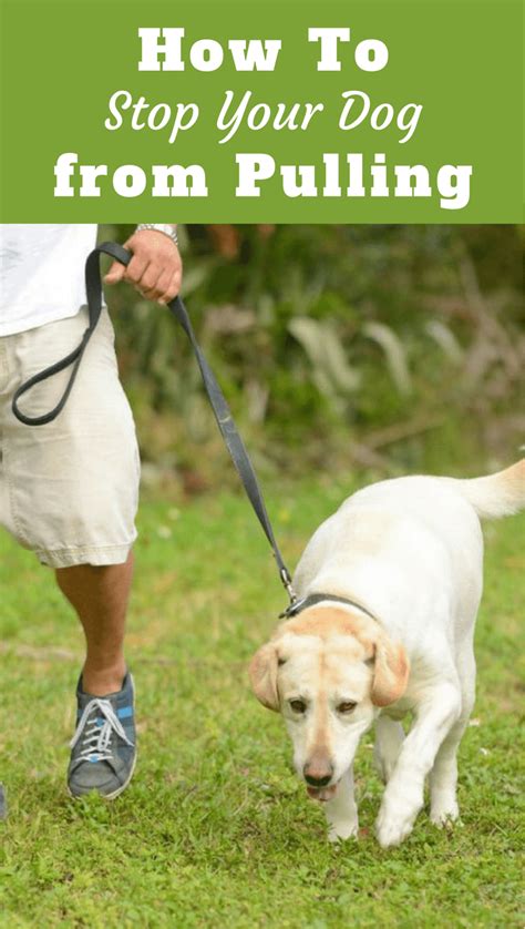 how to get puppy to stop pulling on leash
