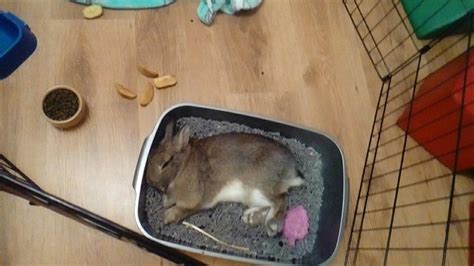 How To Get Rabbit To Poop In Litter Box
