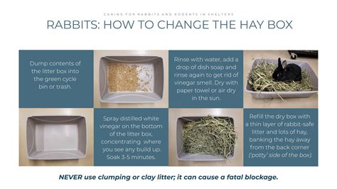 How To Get Rabbits To Use Litter Box