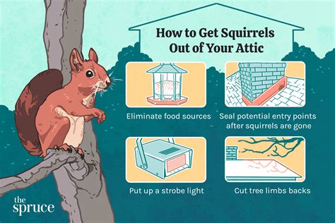 how to get red squirrels out of your attic