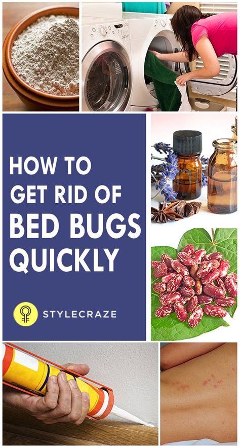 How To Get Rid Of A Bed Bug