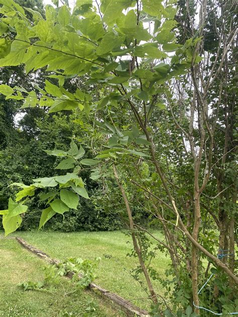 How To Get Rid Of A Hackberry Tree