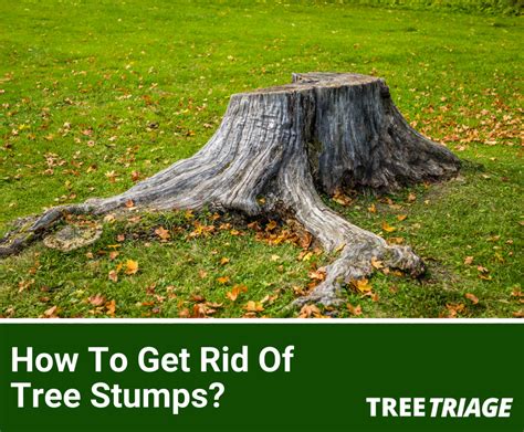 How To Get Rid Of A Maple Tree Stump