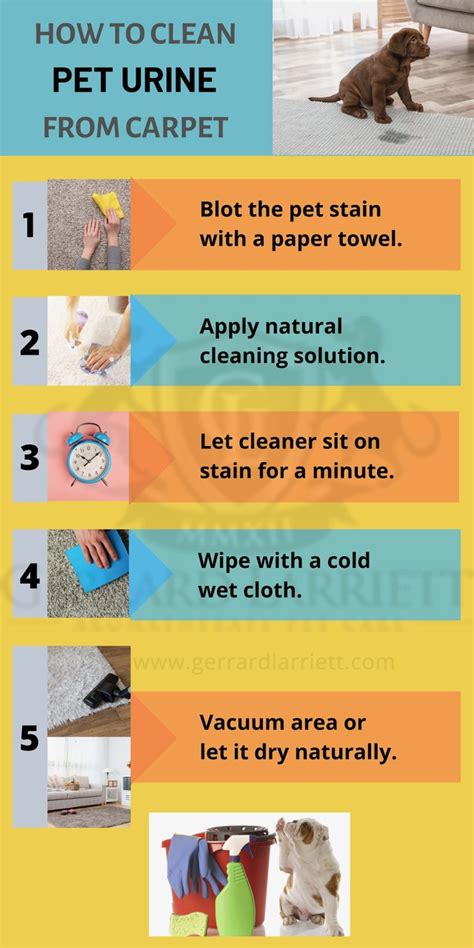 How To Get Rid Of A Pee Stain On Carpet