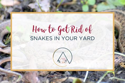 How To Get Rid Of A Snake In Your Home