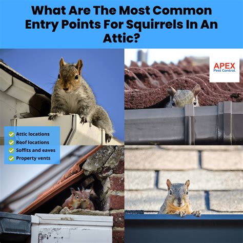 how to get rid of a squirrel in my loft