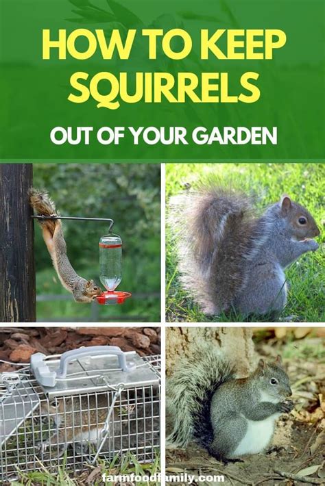 how to get rid of a squirrel in the garden