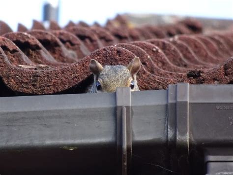 how to get rid of a squirrel in the loft