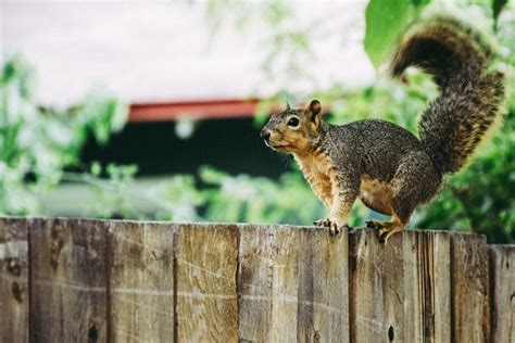 how to get rid of a squirrel in the walls