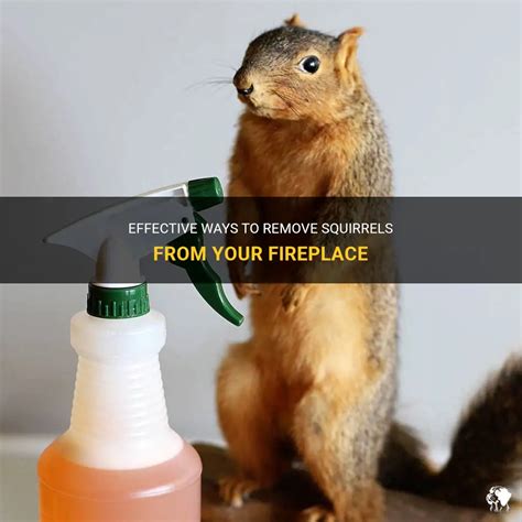 how to get rid of a squirrel in your fireplace