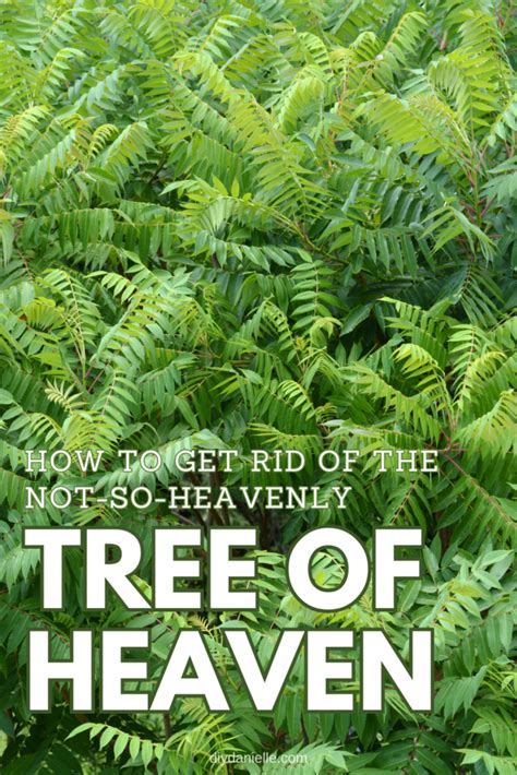 How To Get Rid Of A Tree Of Heaven