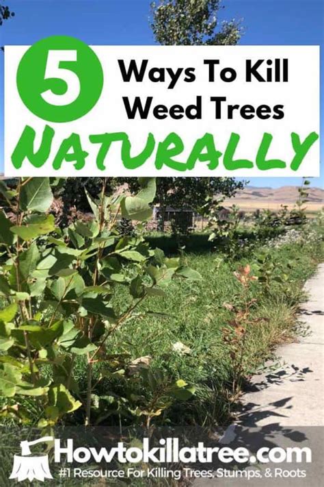 How To Get Rid Of A Weed Tree