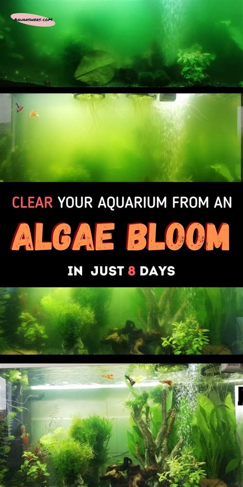 How To Get Rid Of Algae Bloom In Reef Tank