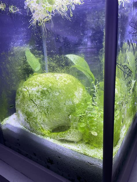 How To Get Rid Of Algae In A Betta Tank