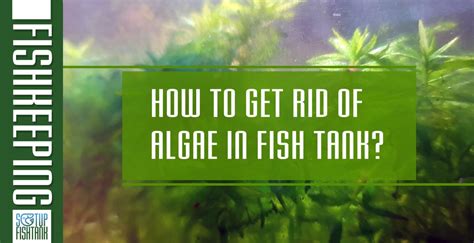 How To Get Rid Of Algae In A Marine Tank