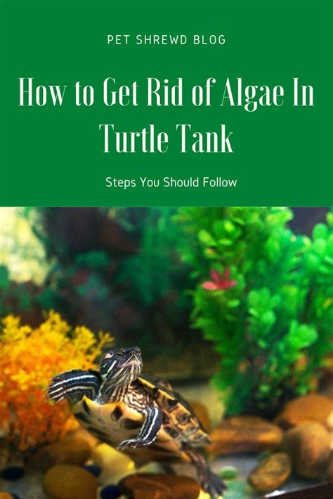 How To Get Rid Of Algae In A Turtle Tank