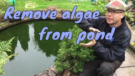How To Get Rid Of Algae In Fish Pond