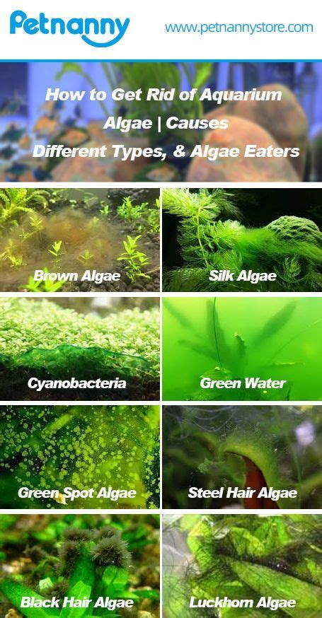 How To Get Rid Of Algae In My Fish Tank