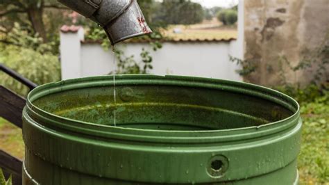 How To Get Rid Of Algae In Water Barrel