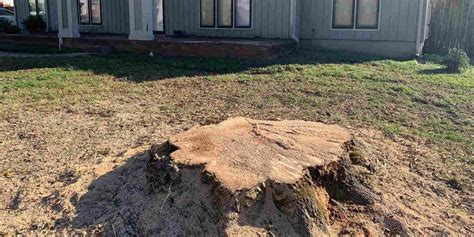 How To Get Rid Of An Ash Tree Stump