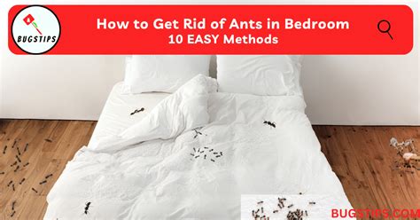 How To Get Rid Of Ant Bedroom