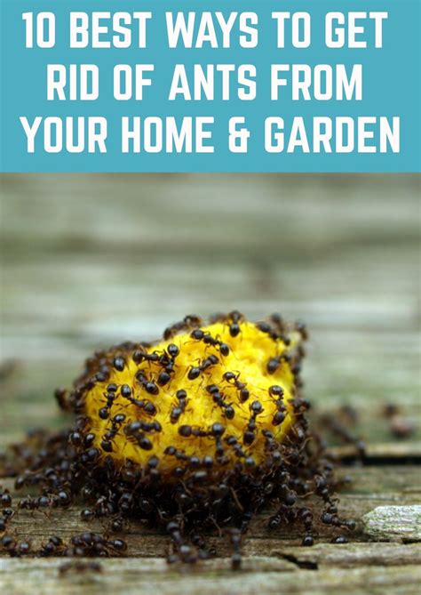 how to get rid of ants in my vegetable garden