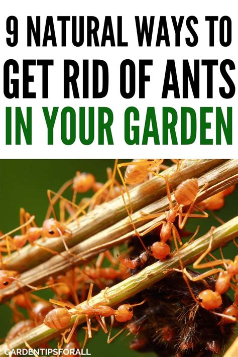 how to get rid of ants in raised garden bed