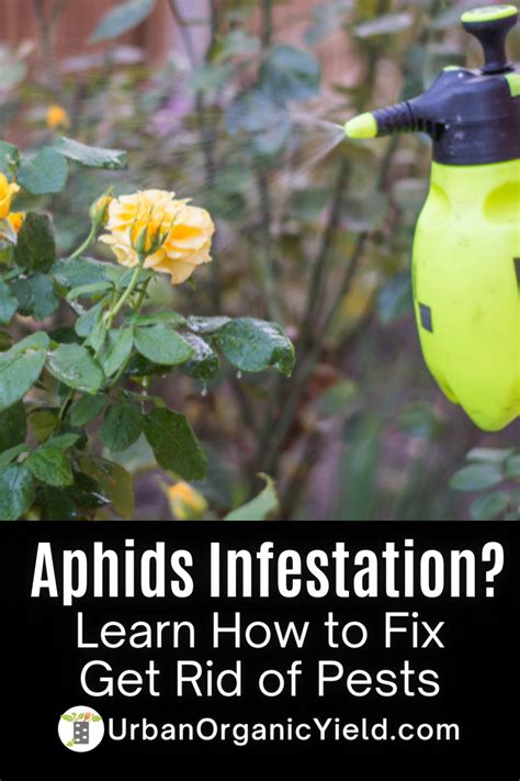 How To Get Rid Of Aphids On Raspberry Plants