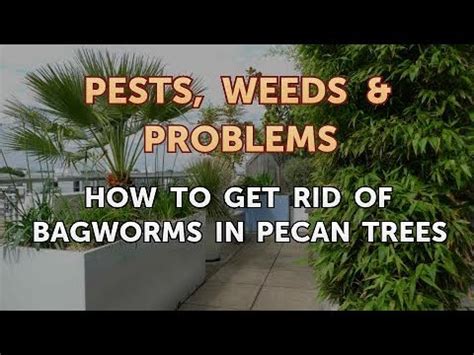 How To Get Rid Of Bagworms In Pecan Trees