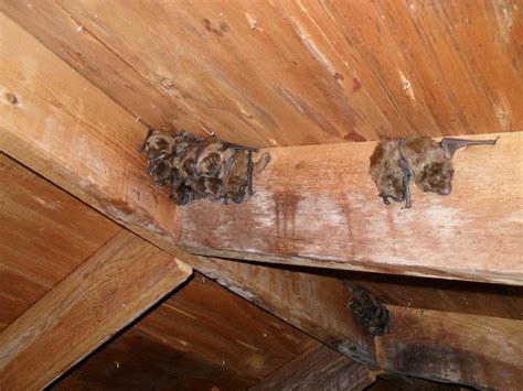 How to Get Rid of Bats From Your Attic Without Hurting Them