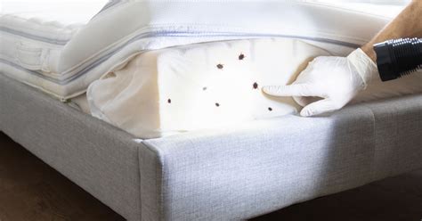 How To Get Rid Of Bed Bug From Mattress