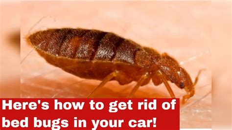 How To Get Rid Of Bed Bugs From A Car