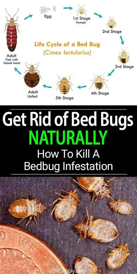 how to get rid of bed bugs in a bed