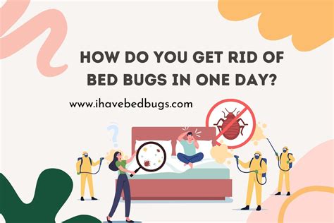 How To Get Rid Of Bed Bugs In A Day