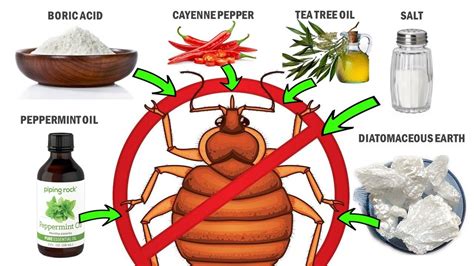 How To Get Rid Of Bed Bugs In Body